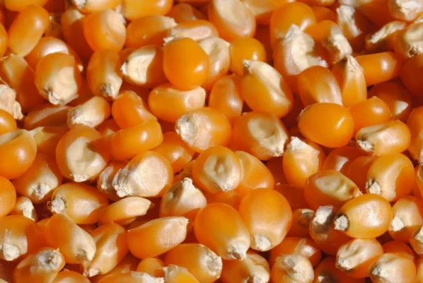 Зёрна попкорна 1кг в магазине для рыбалки Carpion